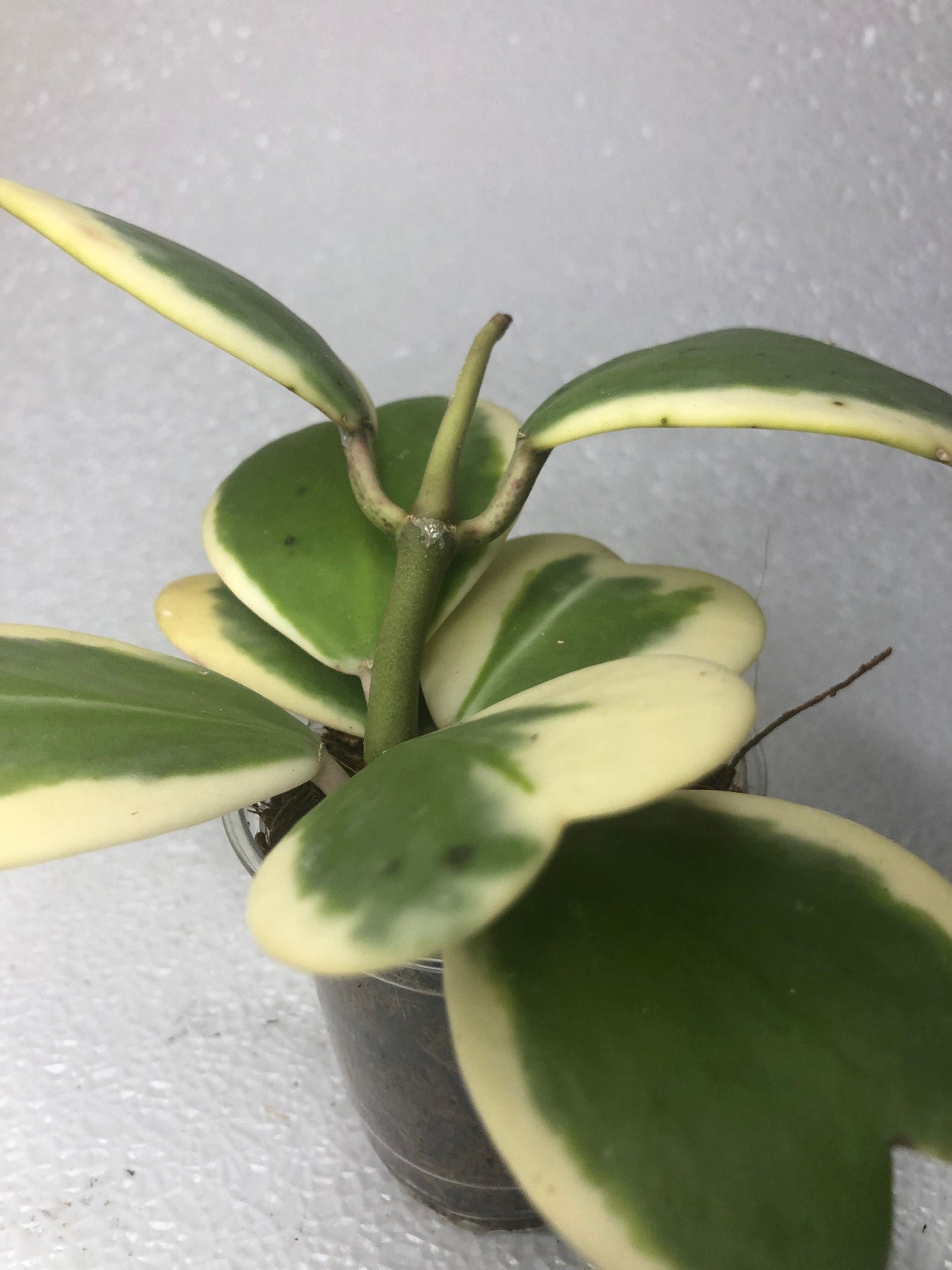 Hoya Kerri hearts variegated - Image 2