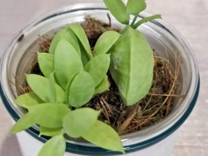 Dischidai PECTINOIDES (Ant Plant)