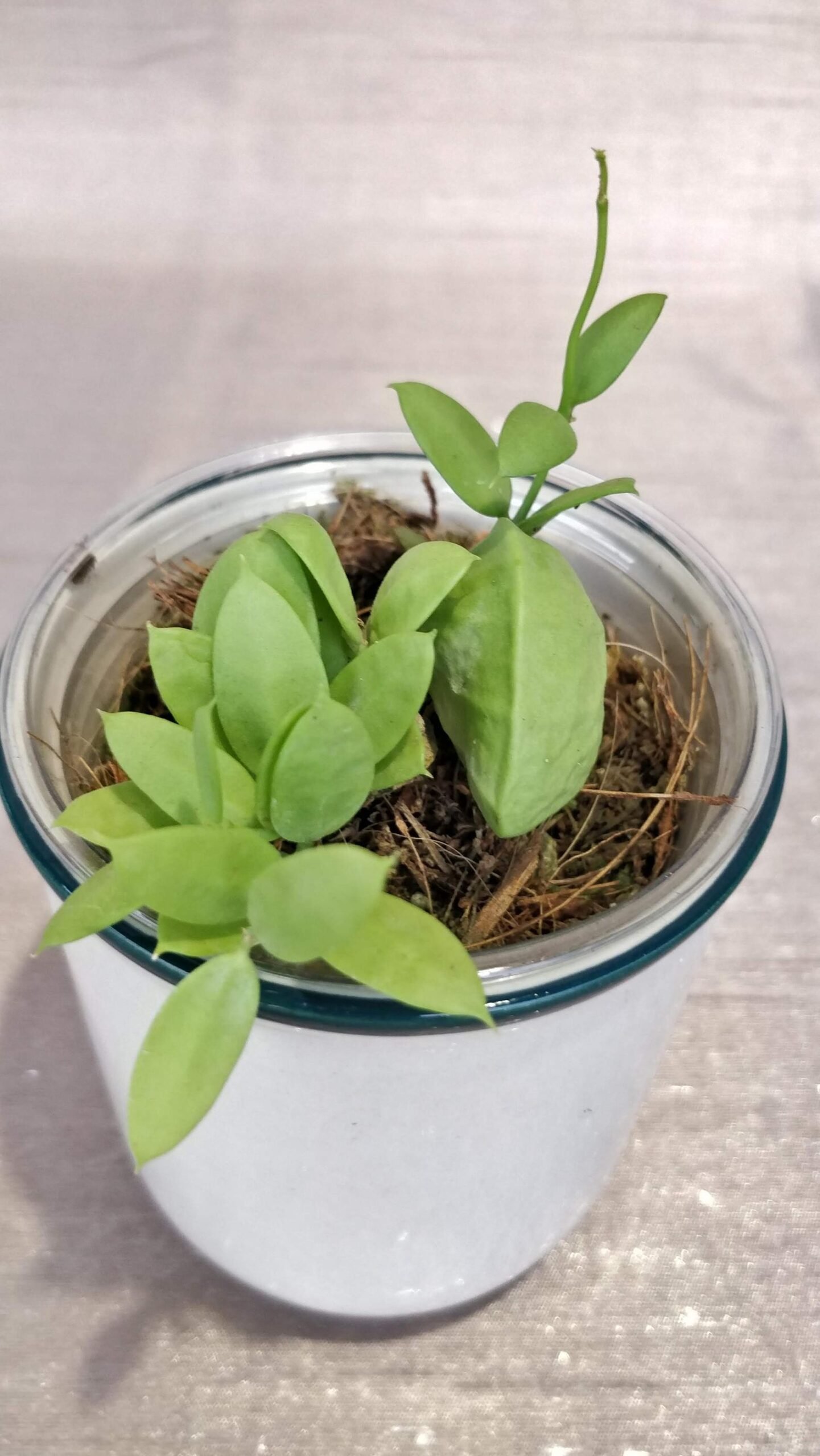 Dischidai PECTINOIDES (Ant Plant)