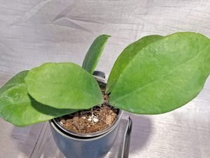 Hoya Chuniana AKA Hoya Chunii