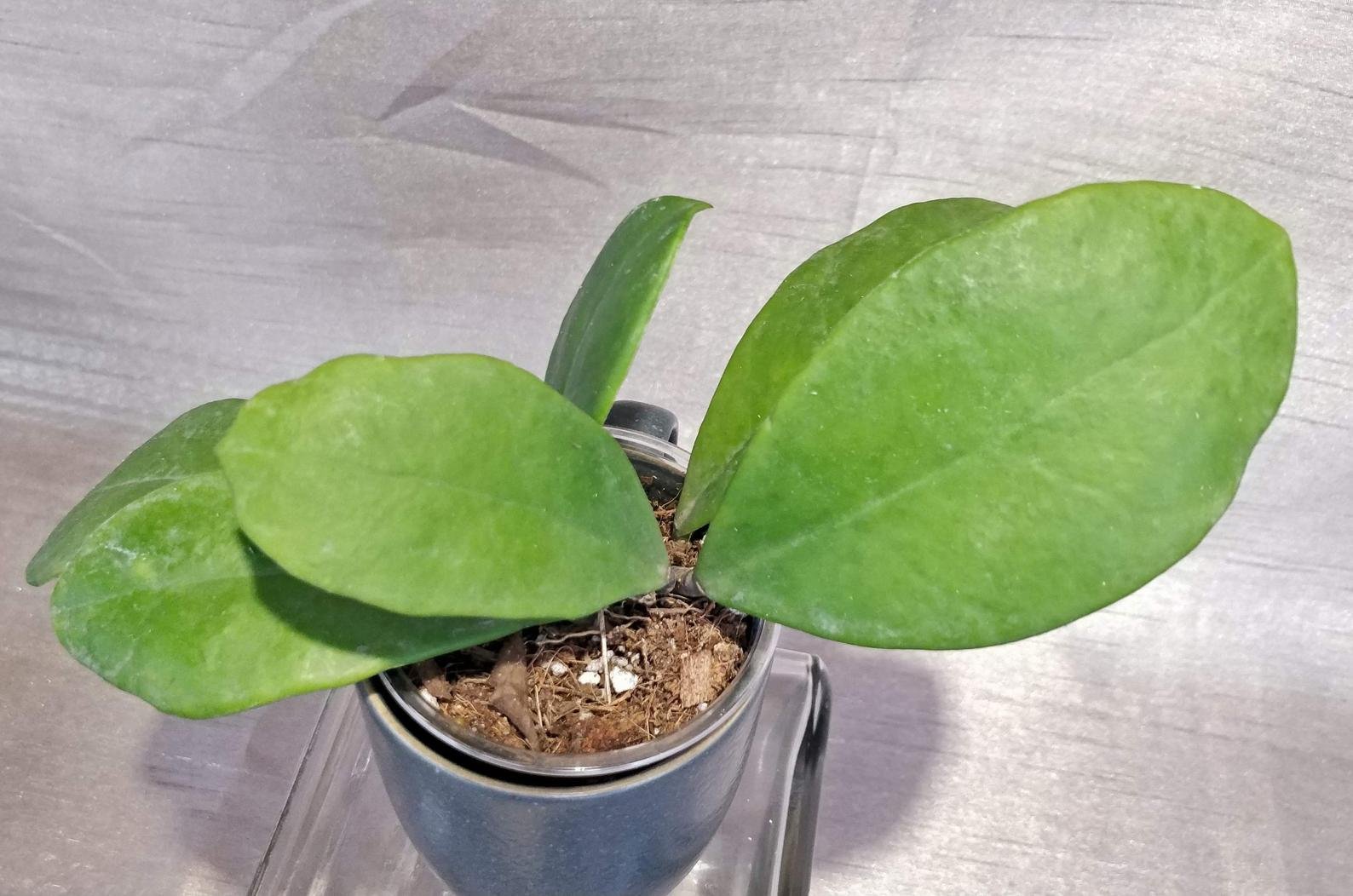 Hoya Chuniana AKA Hoya Chunii