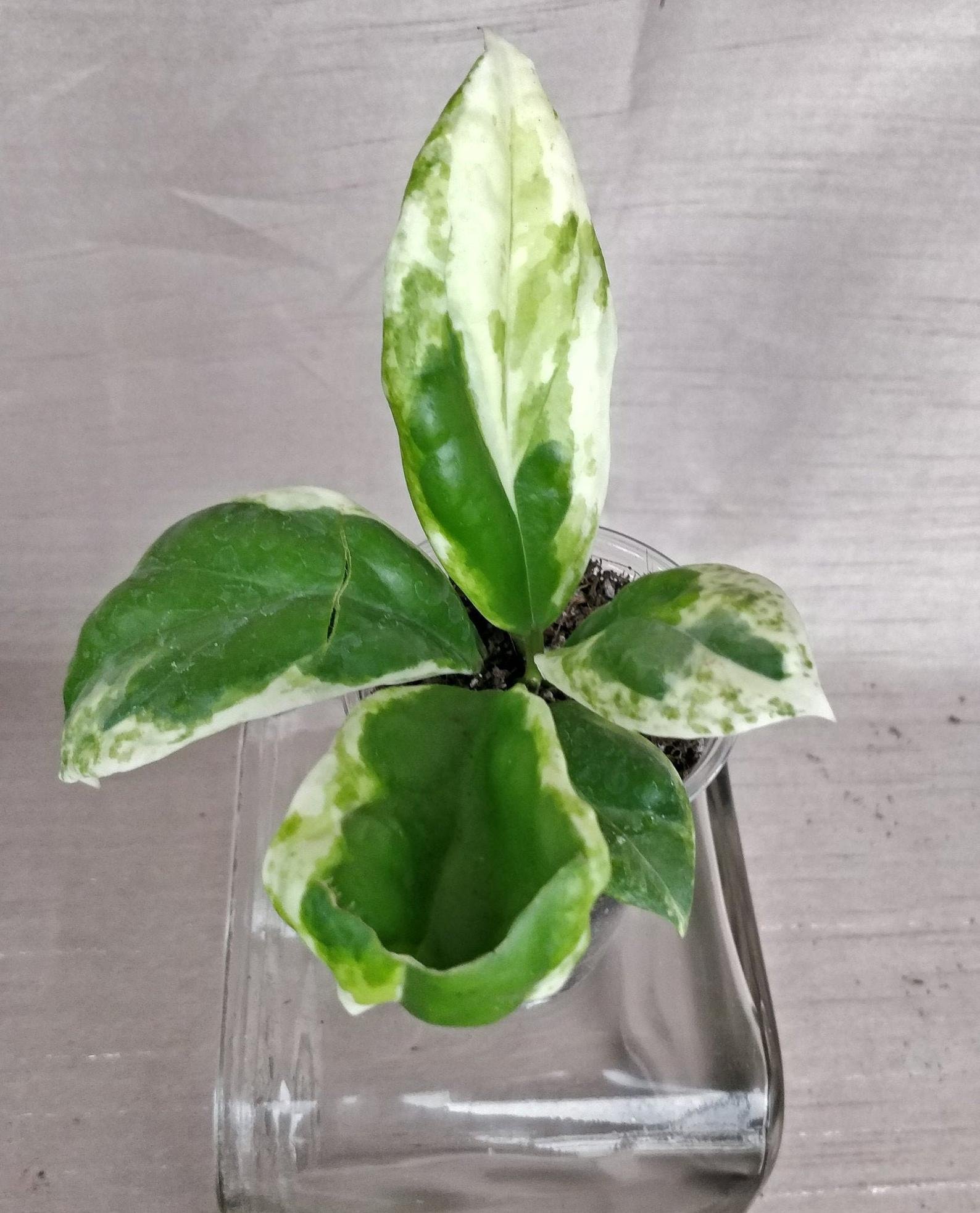 Hoya Incrassata Variegated - Image 3