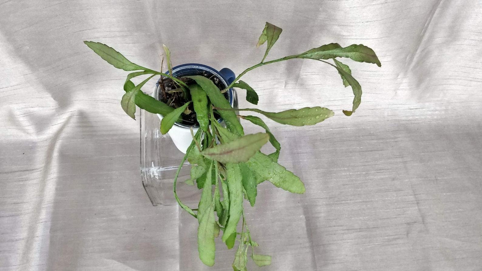 Rhipsalis Ramulosa - Image 2