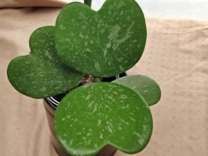 Hoya Kerri hearts silver Splash