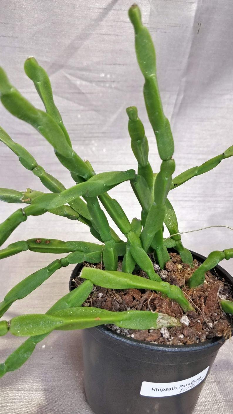 Rhipsalis Paradoxa - Image 2