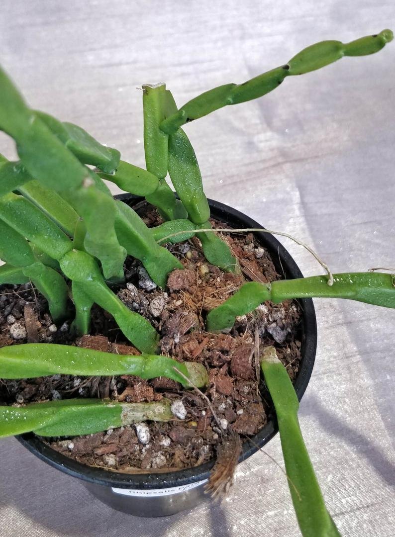 Rhipsalis Paradoxa - Image 4
