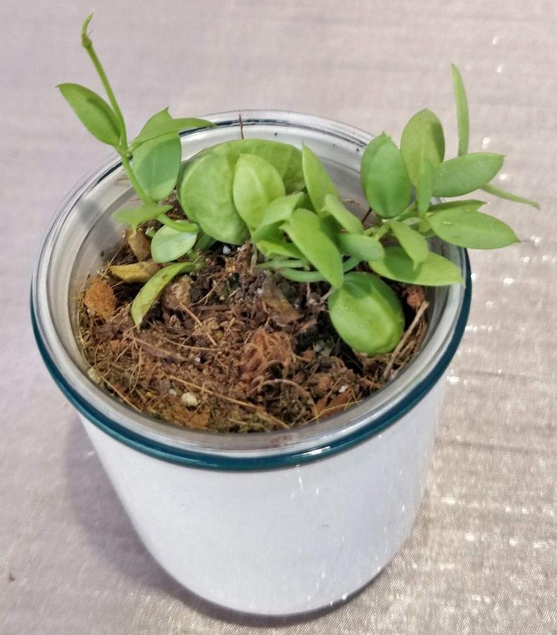 Dischidai PECTINOIDES (Ant Plant) - Image 9