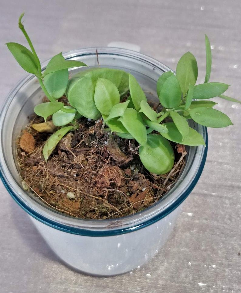 Dischidai PECTINOIDES (Ant Plant) - Image 8