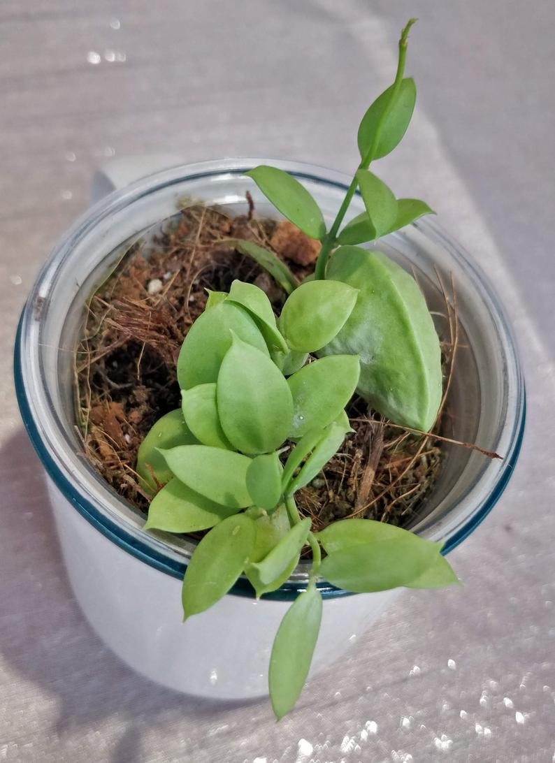 Dischidai PECTINOIDES (Ant Plant) - Image 7