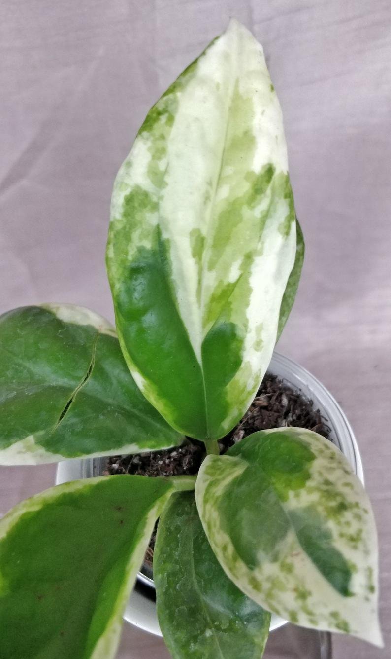 Hoya Incrassata Variegated - Image 2