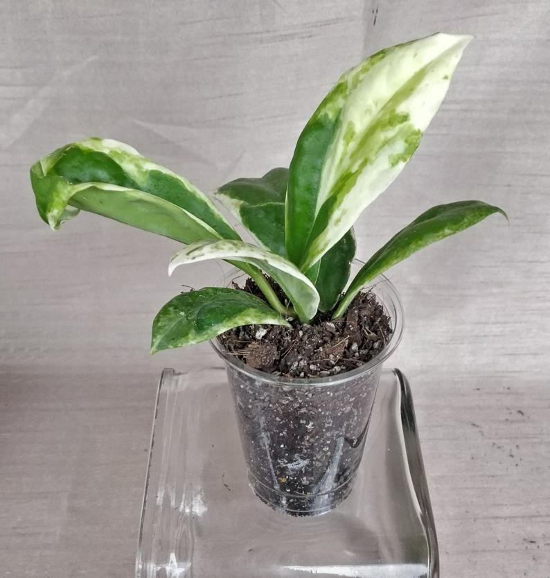 Hoya Incrassata Variegated - Image 10