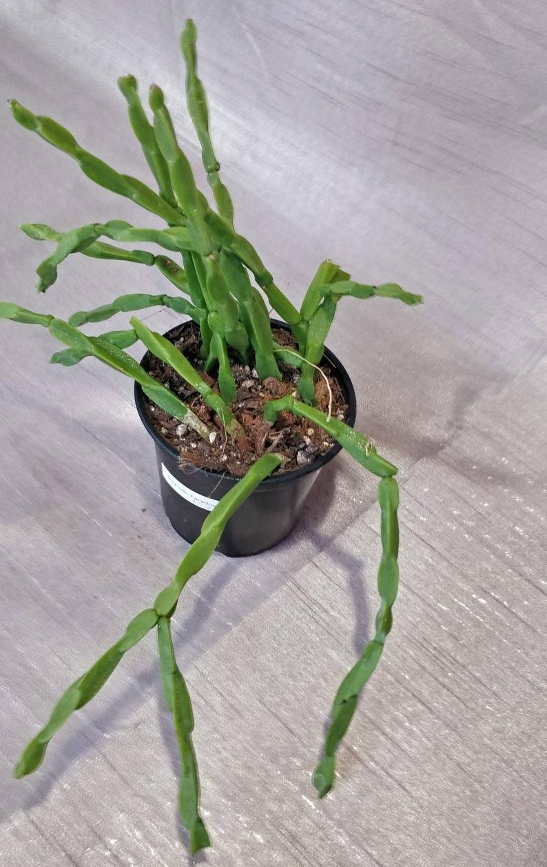 Rhipsalis Paradoxa - Image 7