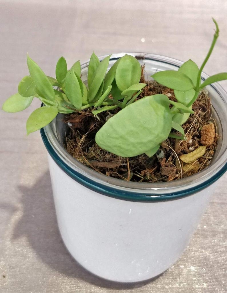 Dischidai PECTINOIDES (Ant Plant) - Image 5