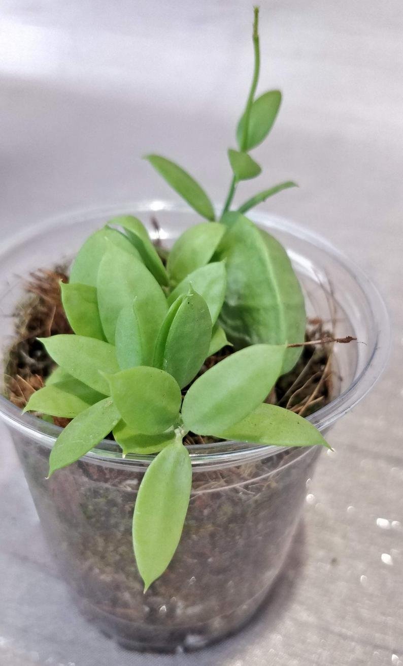 Dischidai PECTINOIDES (Ant Plant) - Image 4