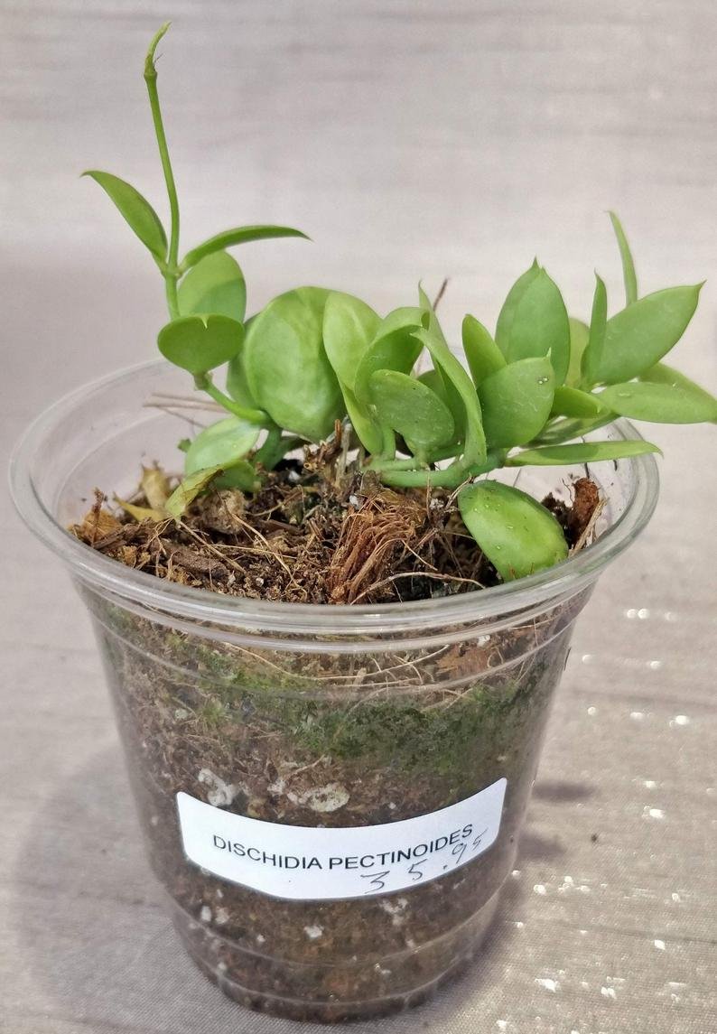 Dischidai PECTINOIDES (Ant Plant) - Image 3