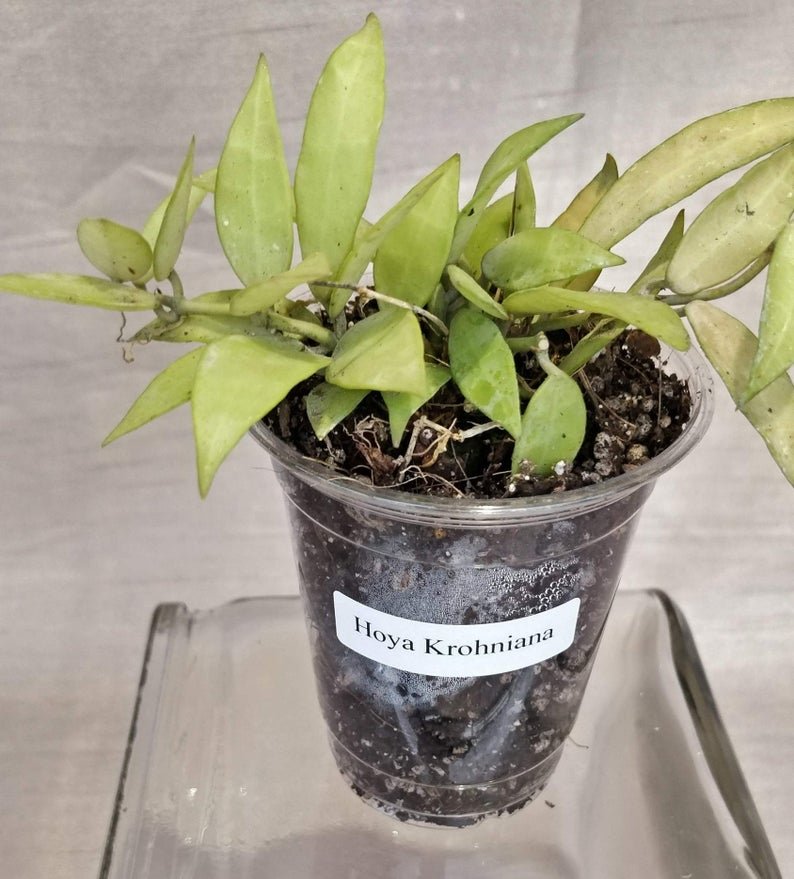 Hoya Krohniana - Image 5