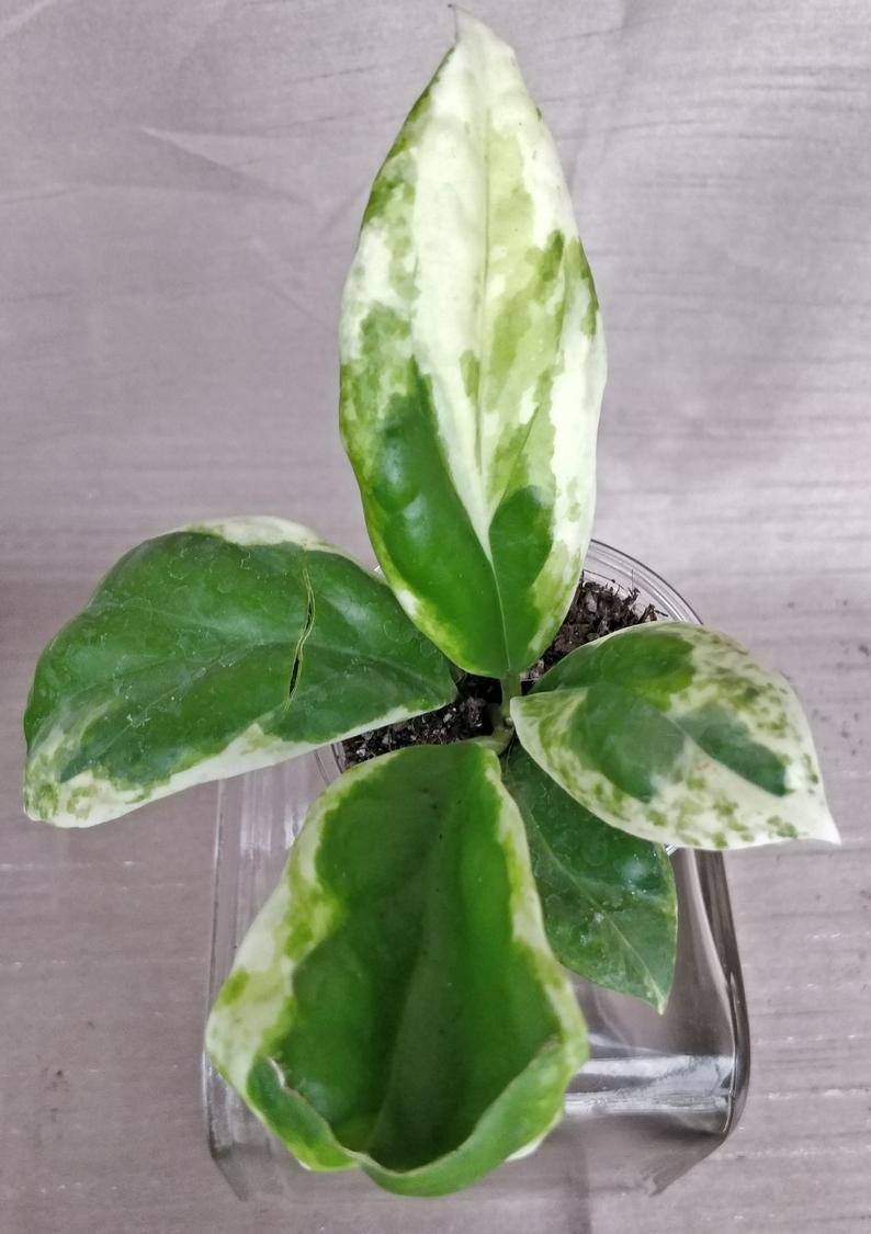 Hoya Incrassata Variegated - Image 8