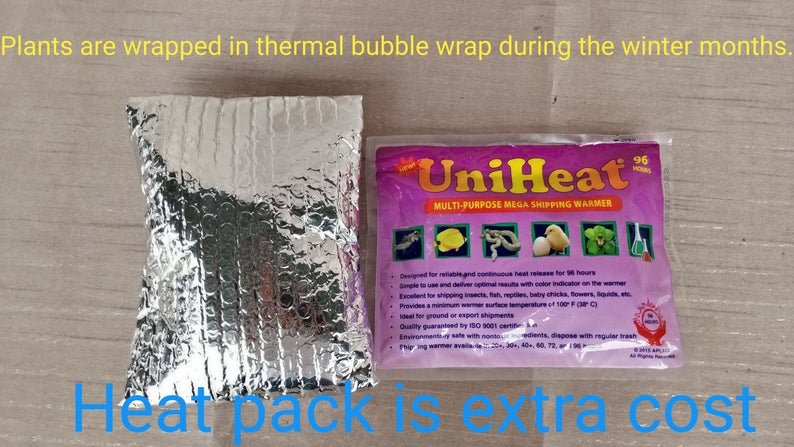 Hoya Acuta - Image 6