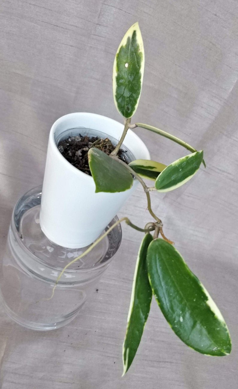 Hoya Acuta - Image 4