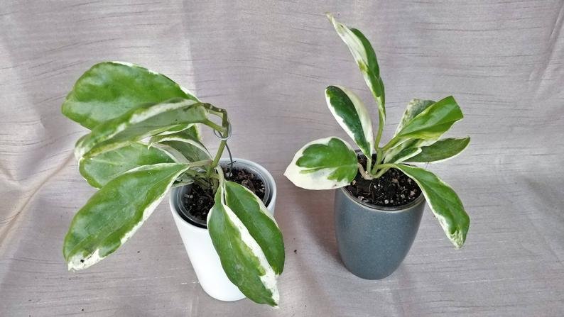 Hoya Incrassata Variegated - Image 7