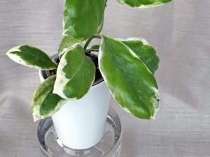 Hoya Incrassata Variegated