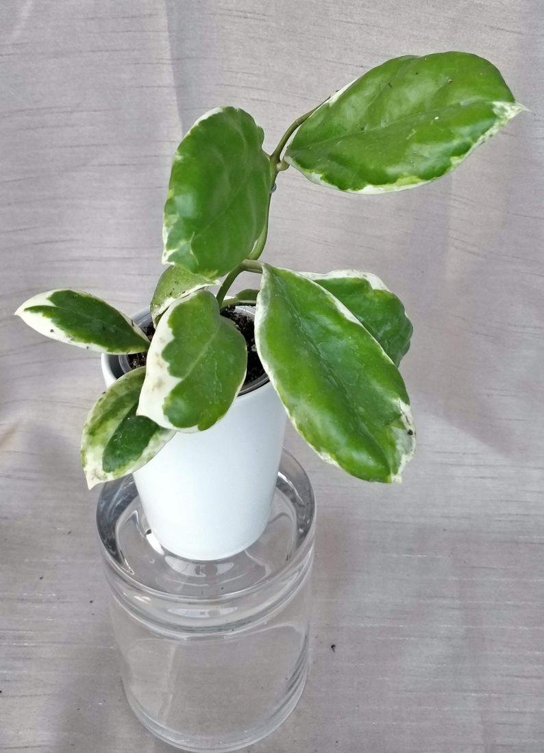 Hoya Incrassata Variegated
