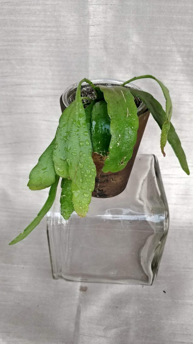 Rhipsalis Ramulosa - Image 7