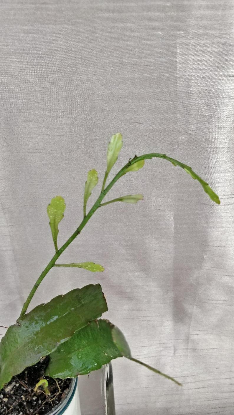 Rhipsalis Ramulosa - Image 6