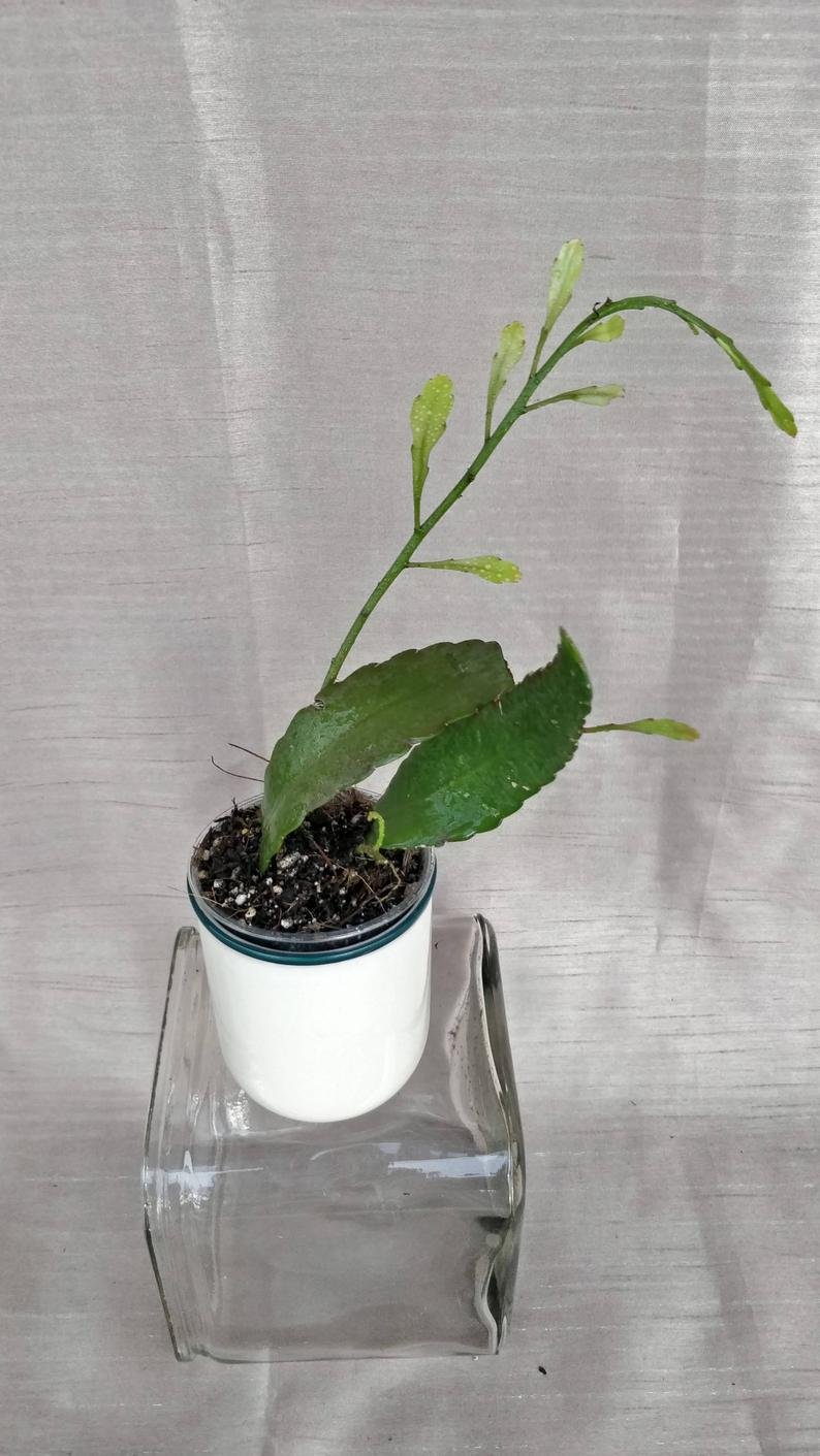 Rhipsalis Ramulosa - Image 5