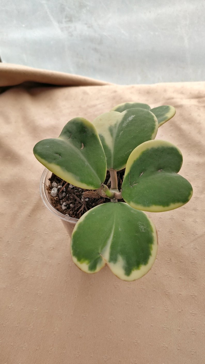 Hoya Kerri hearts variegated - Image 7