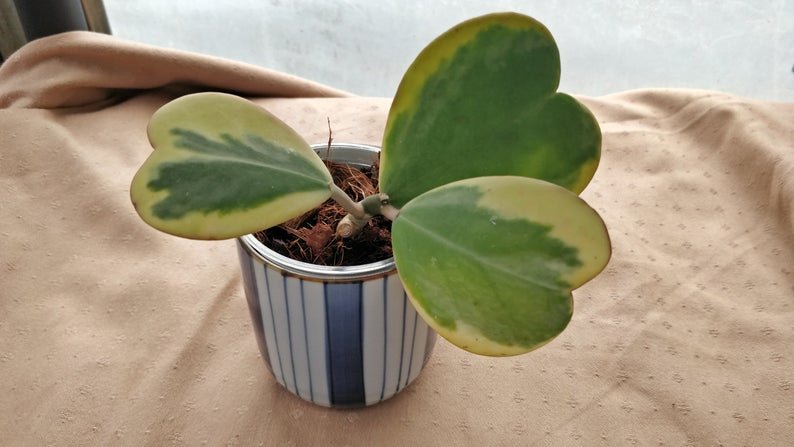 Hoya Kerri hearts variegated - Image 6