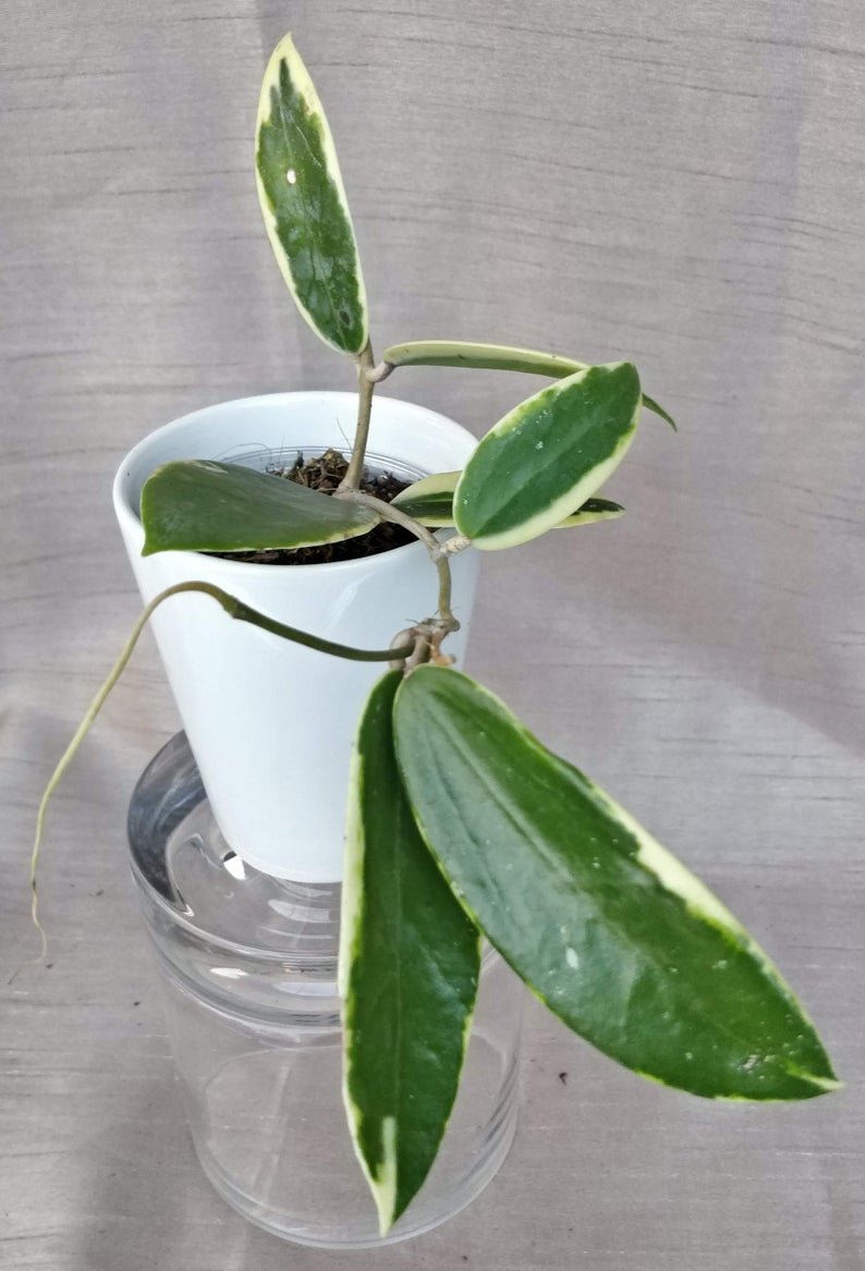 Hoya Acuta - Image 3