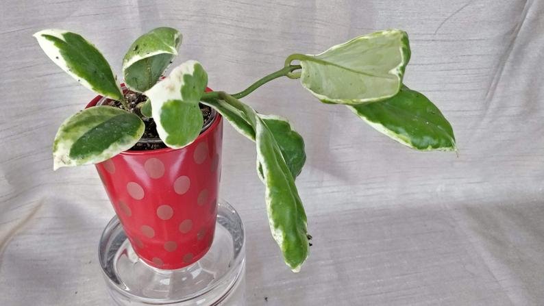 Hoya Incrassata Variegated - Image 5