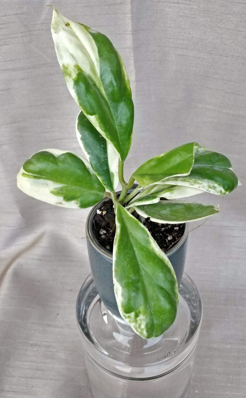 Hoya Incrassata Variegated - Image 4