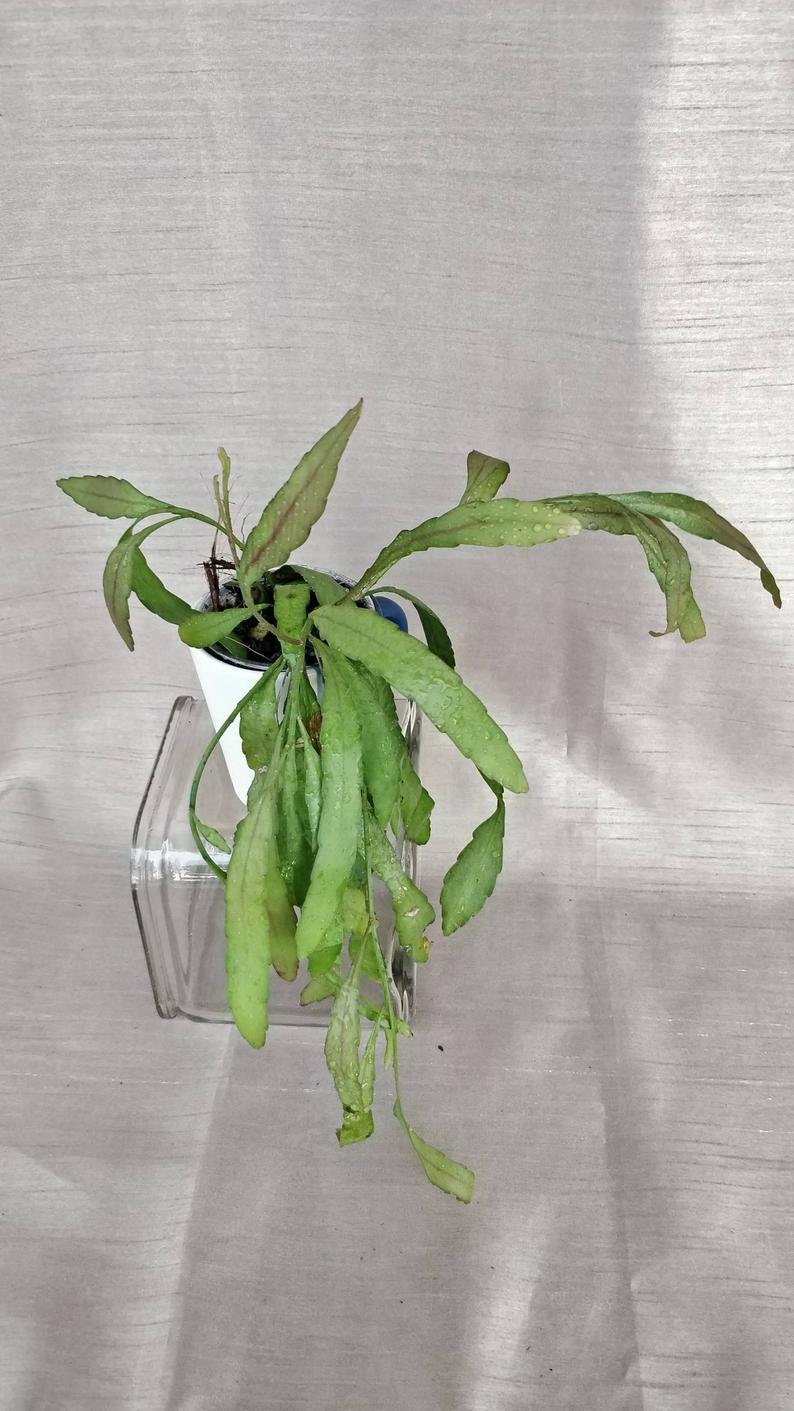 Rhipsalis Ramulosa - Image 3