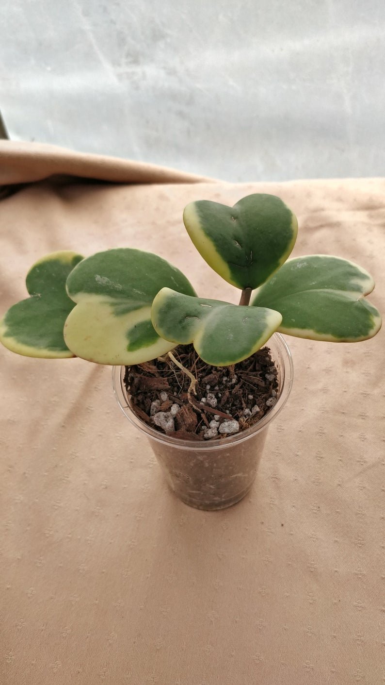 Hoya Kerri hearts variegated - Image 5