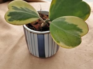 Hoya Kerri hearts variegated