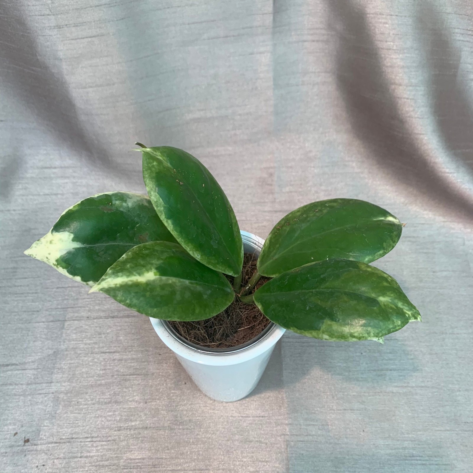 Hoya Incrrassta Variegated - Image 12