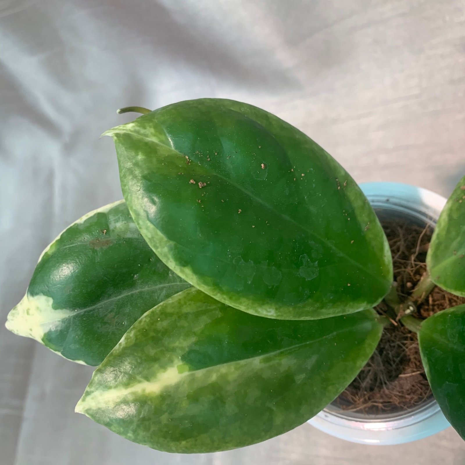 Hoya Incrrassta Variegated - Image 11