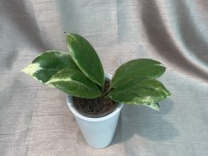 Hoya Incrrassta Variegated