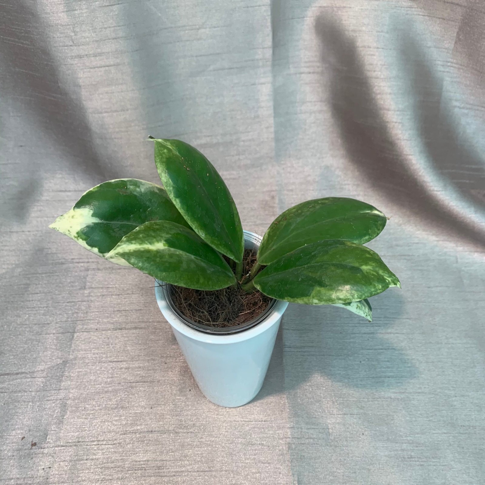 Hoya Incrrassta Variegated