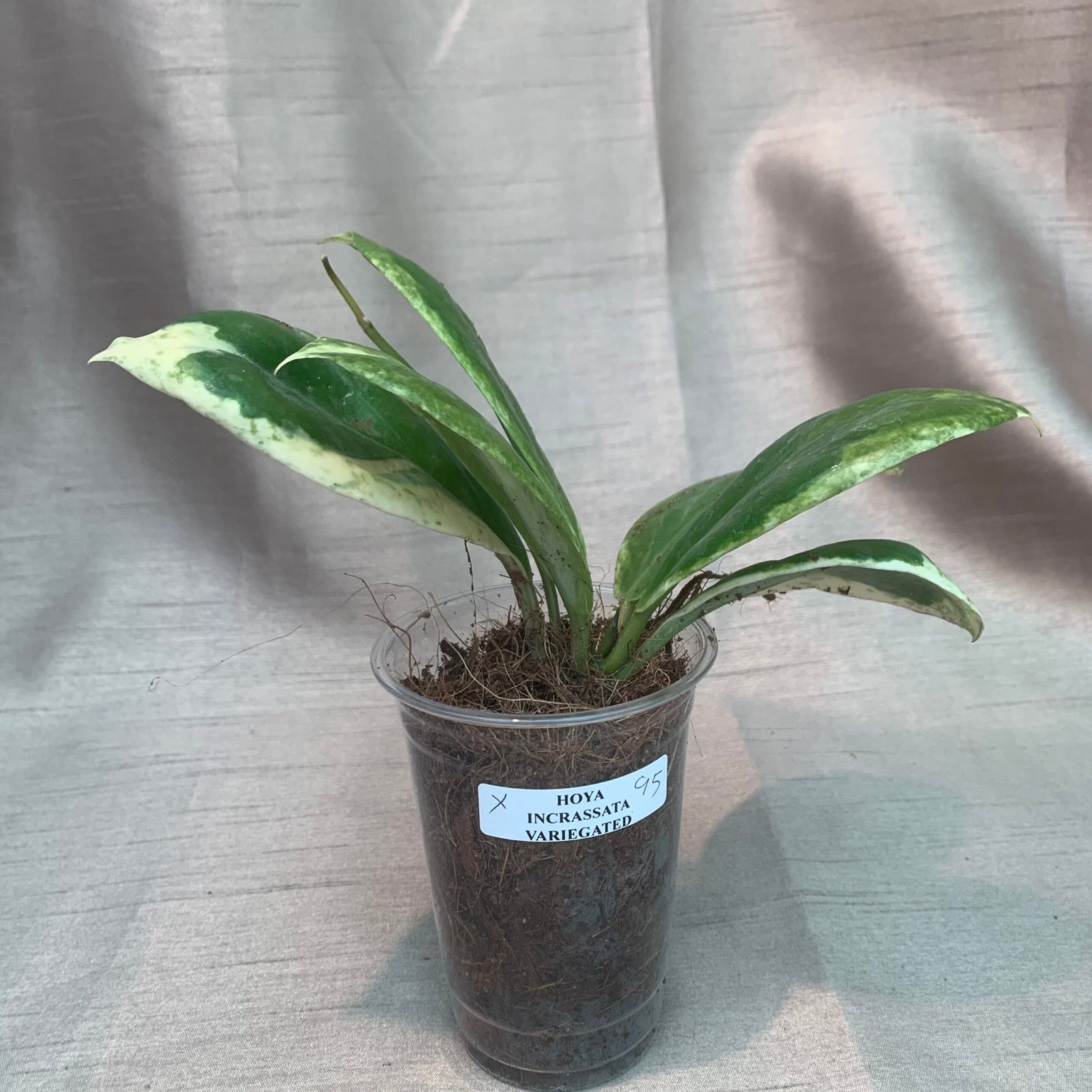 Hoya Incrrassta Variegated - Image 10