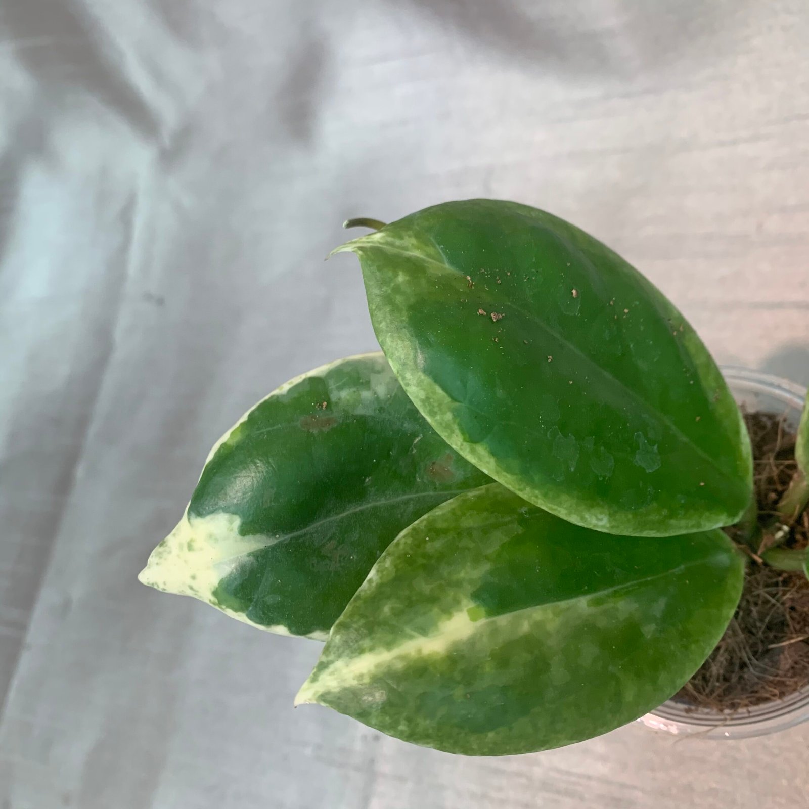 Hoya Incrrassta Variegated - Image 3