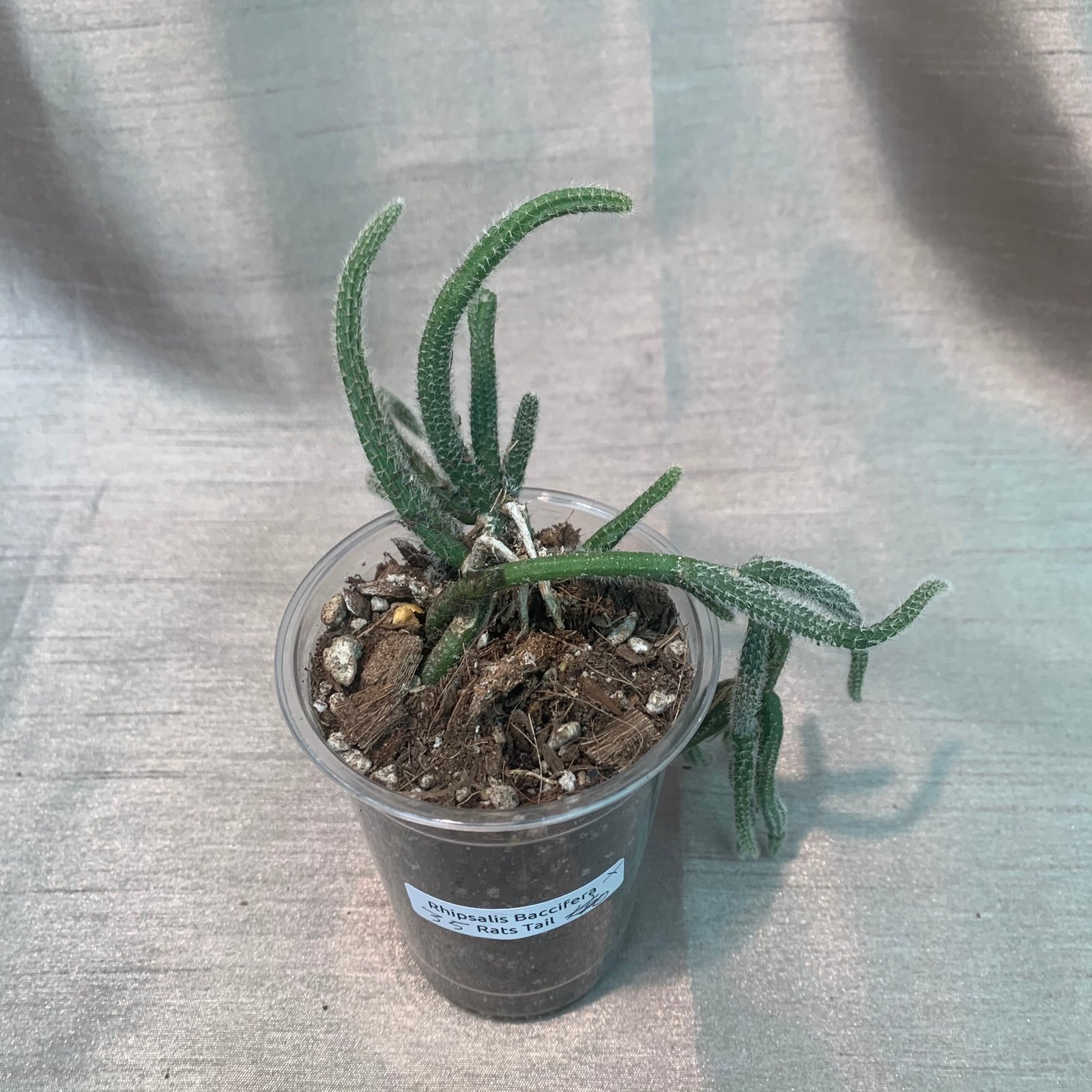 Rhipsalis Baccifera Horrida Rat Tail (Small) - Image 7