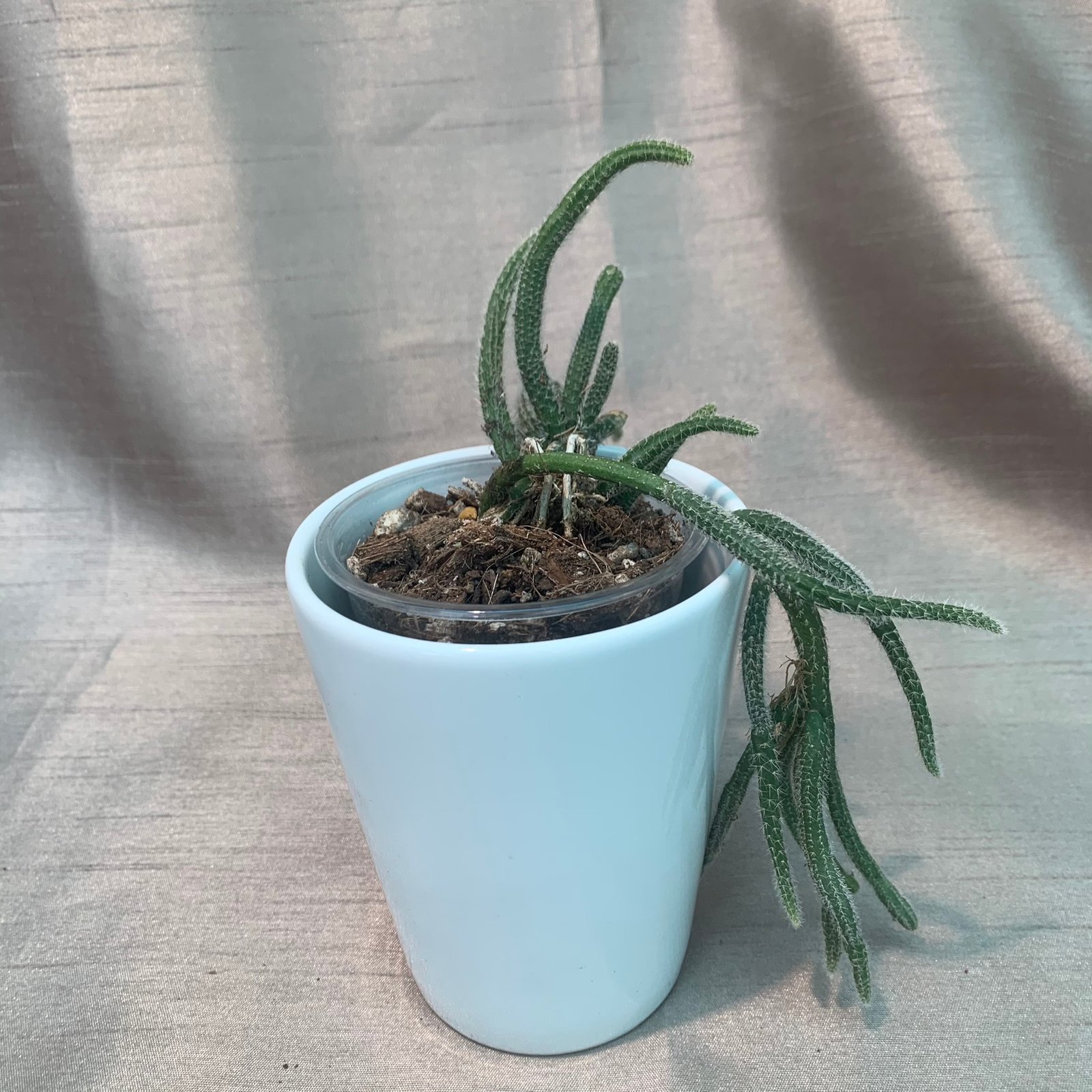 Rhipsalis Baccifera Horrida Rat Tail (Small)