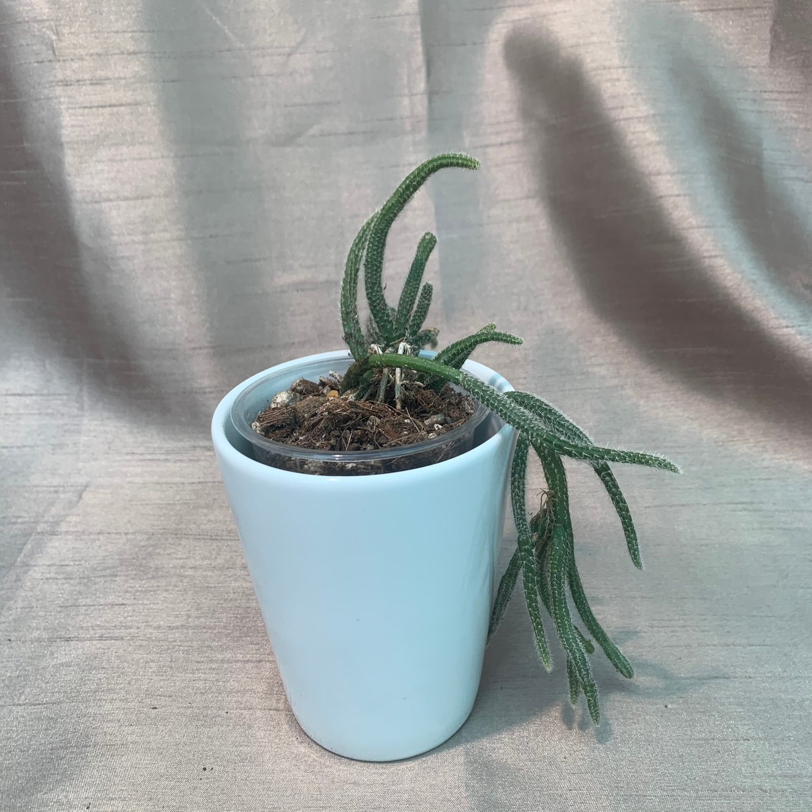 Rhipsalis Baccifera Horrida Rat Tail (Small) - Image 4