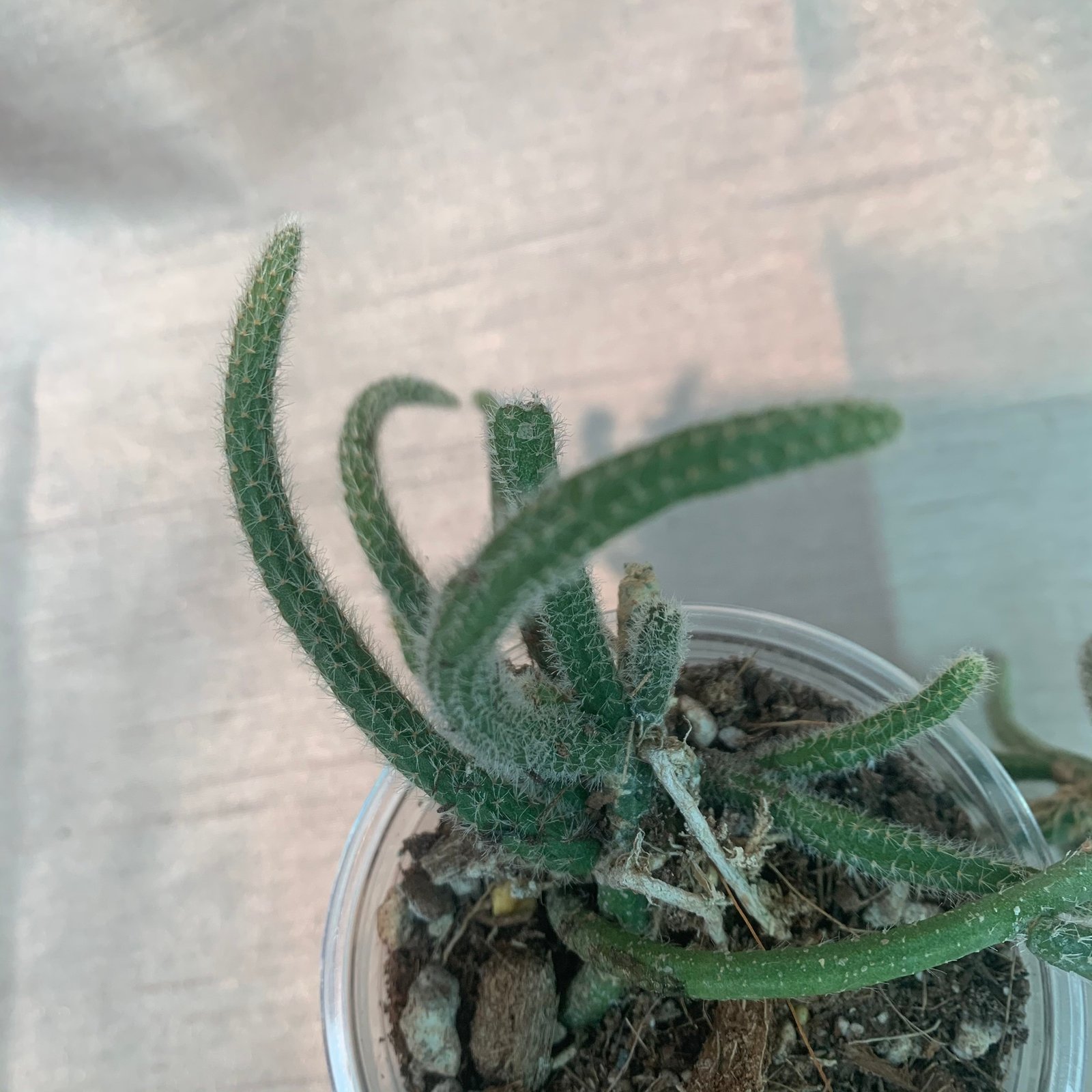 Rhipsalis Baccifera Horrida Rat Tail (Small) - Image 3