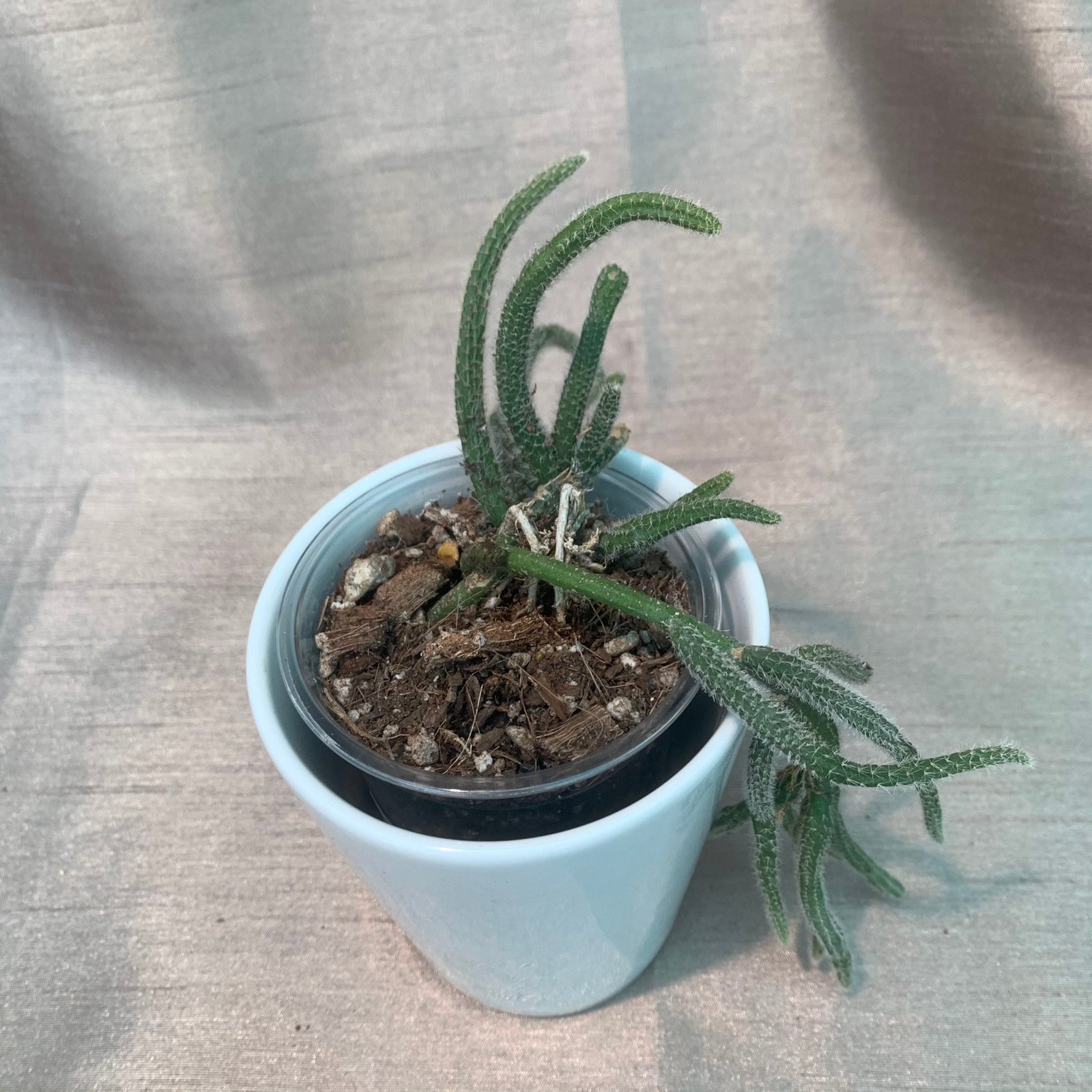 Rhipsalis Baccifera Horrida Rat Tail (Small) - Image 2