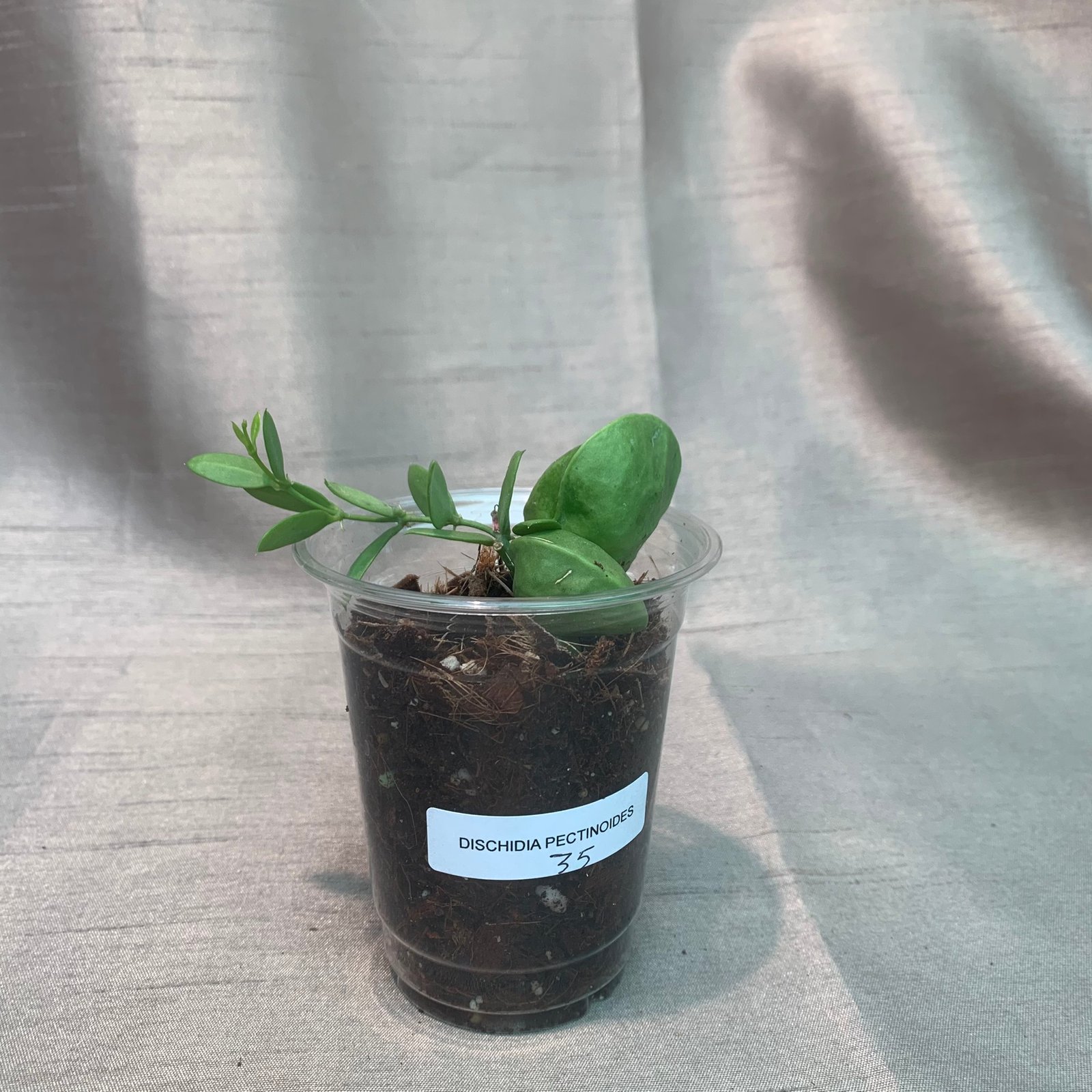 Dischidia Pectinoides - Image 9