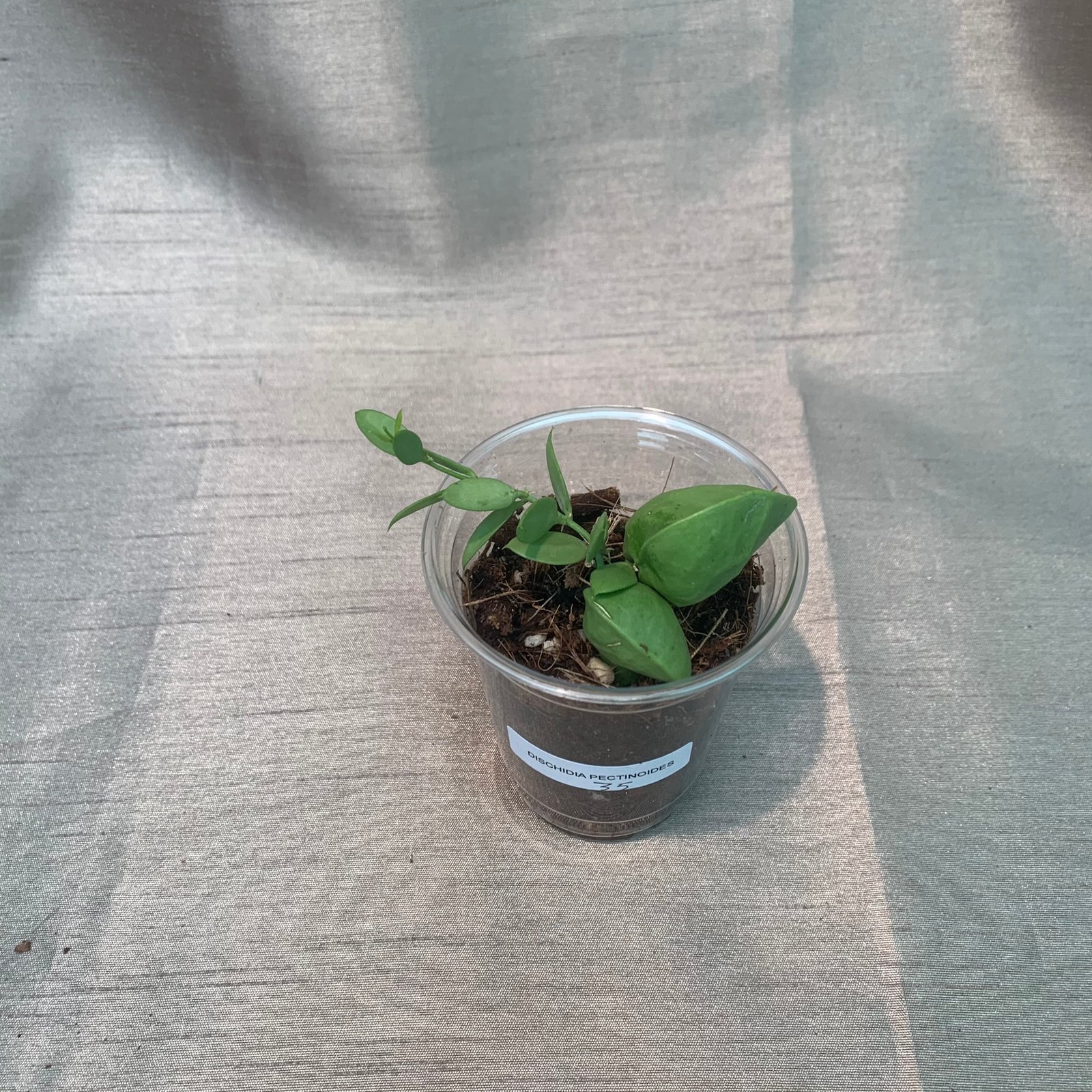 Dischidia Pectinoides - Image 8